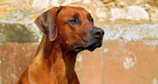 Koliko puta dnevno je dovoljno da prošetate psa? Odgovor ne zavisi samo od jednog faktora