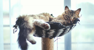 Prestanite da verujete u ovo: Pet najvećih zabluda o mačkama nemaju veze sa istinom