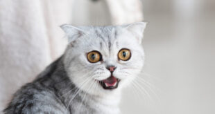 Ove stvari mnogi vlasnici svakodnevno rade, a ne znaju da ljubimce dovode do panike