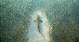 Ajkula koja svetli u mraku i porculanski rakovi- U Australiji otkrivene dve neobične vrste morskih životinja