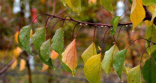 April u Vojvodini kišovit