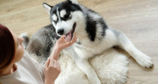 Da li psi stvarno mogu da nanjuše lošu osobu? Otkrijte značenje njihovog lajanja na određene ljude