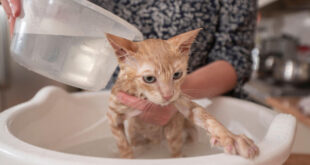 Mačka beži od vode, grebe i mrzi kupanje? Evo kako da je očistite bez muke