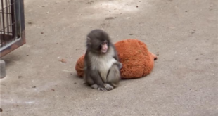 Majmunče napustila majka, a on utehu pronašao u plišanoj igrački- Mali usamljeni makaki osvojio srca miliona ljudi