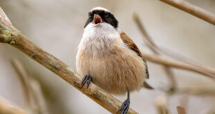 Prirodni alarm koji savršeno radi- Evo zašto ptice počinju sa pevanjem čim se pojave prvi sunčevi zraci