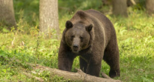 Stručnjaci edukuju ljude kako da spreče iznenadnu posetu medveda