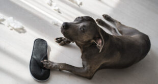 Zašto psi kradu stvari? Bitno je da znate razlog i sprečite razvijanje ružnih navika