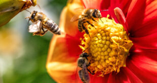 Zaštita pčela u fokusu tokom prolećnih radova u voćnjacima