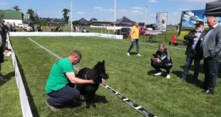 Veliki odziv izlagača na izložbi pasa u Zmajevu